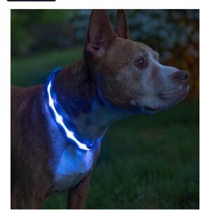 Illuminated Dog Safety Collar - Bright Blue